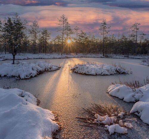 Утро на болоте