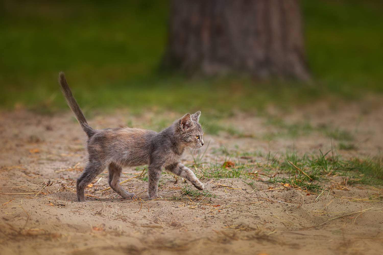 cat, Корнеев Алексей