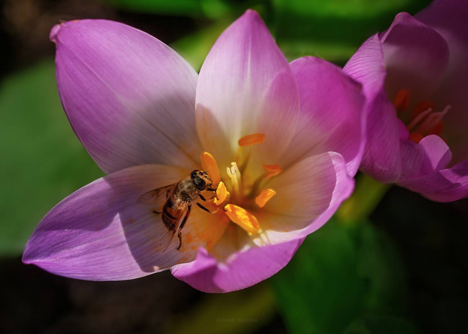 безввременник, муха, журчалка, макро, macro, Ершова Юлия