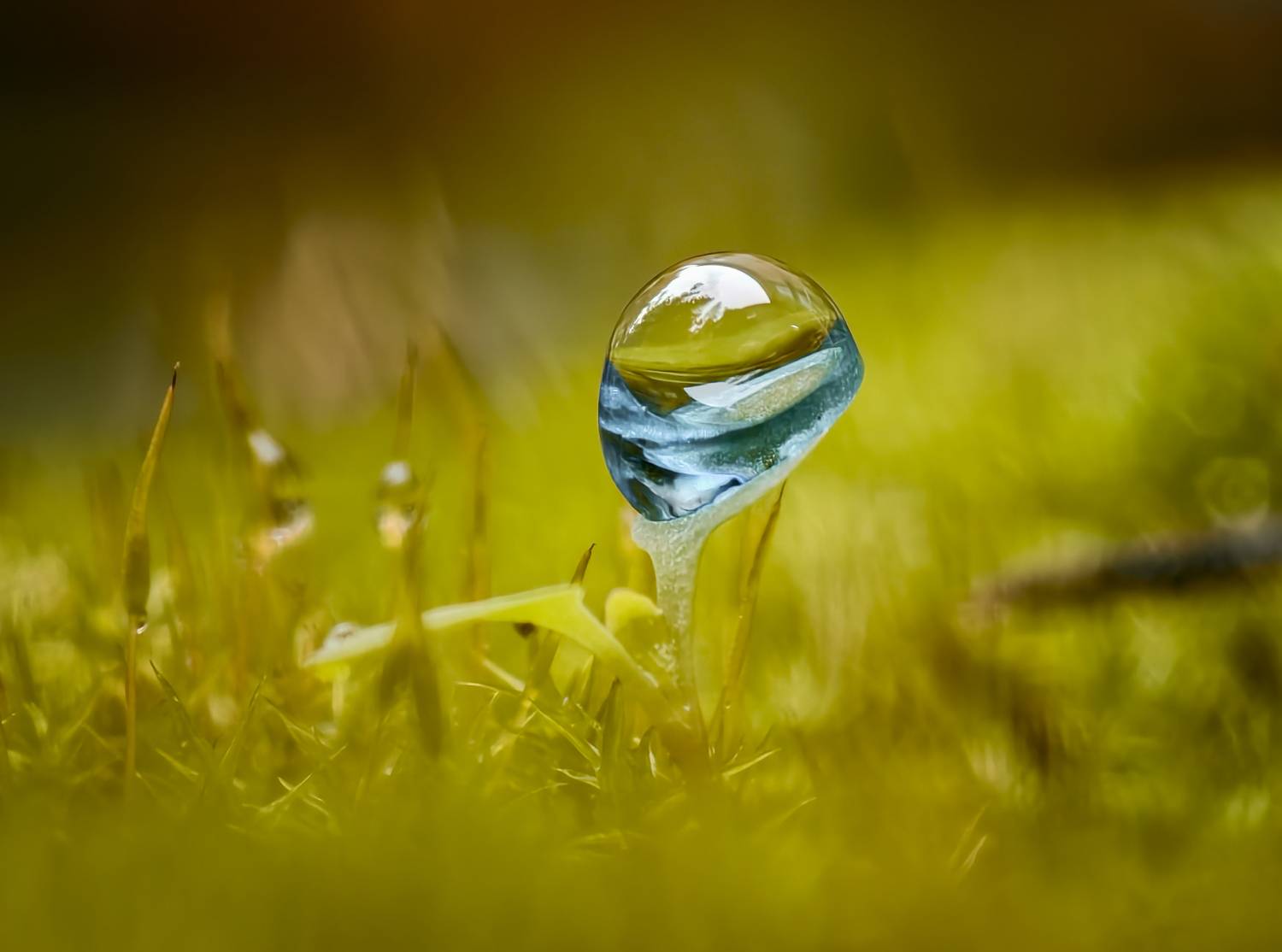 макро,смартфон,виво 200про,капля, Natalia Bolotenkova