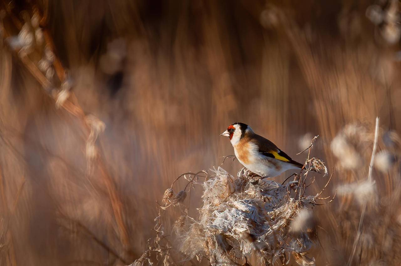 щегол, птица, Anton