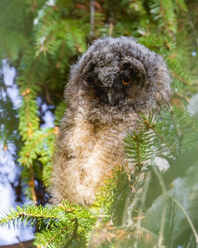 ушастая сова, совенок, совята, птицы, сова  фото превью