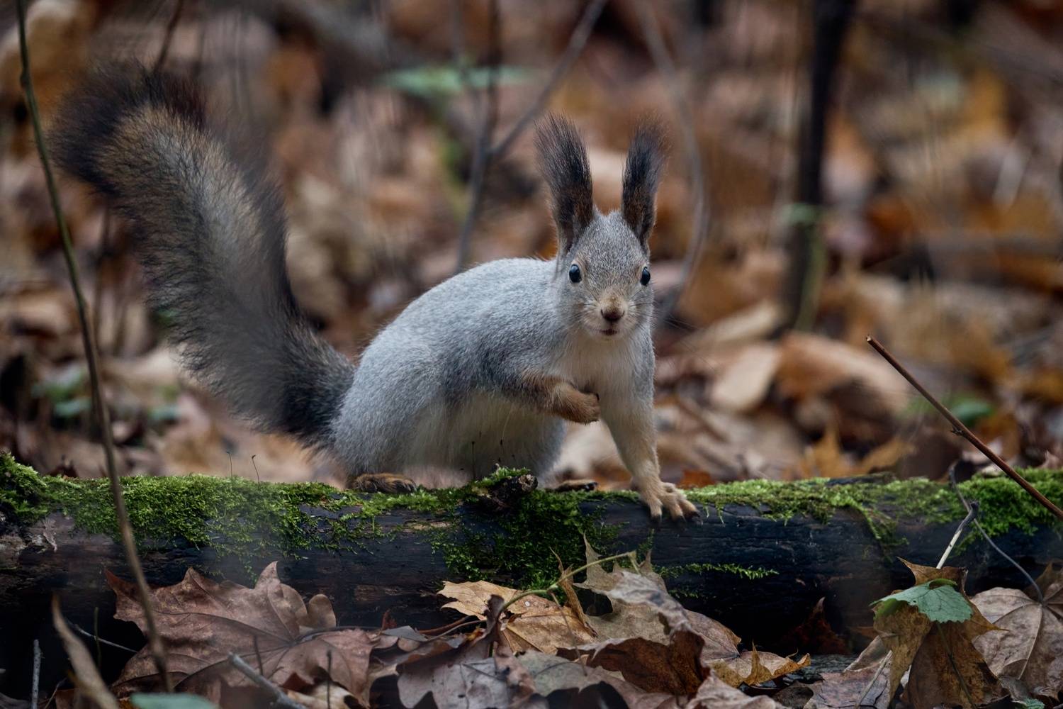 , ssmirs Сергей