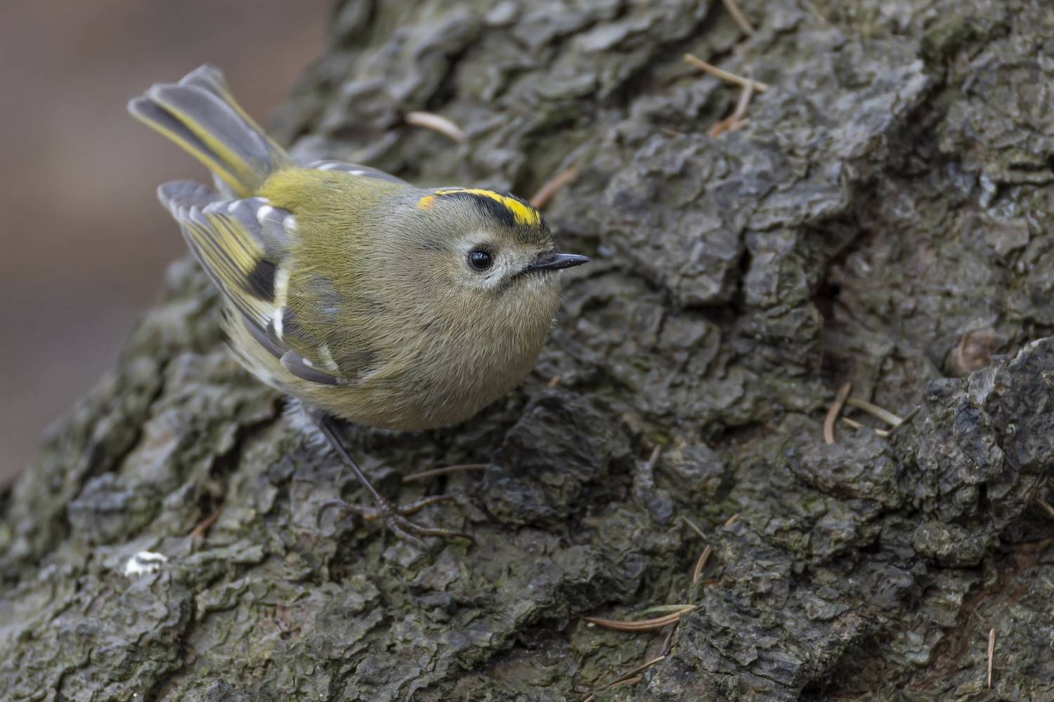 королек, желтоголовый королек, птицы, Ruslan Pl