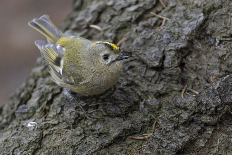 королек, желтоголовый королек, птицы  фото превью