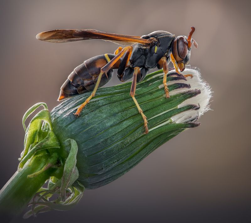 wasp, insect, macro, nature, wild, insects, bee, Morning embrace фото превью