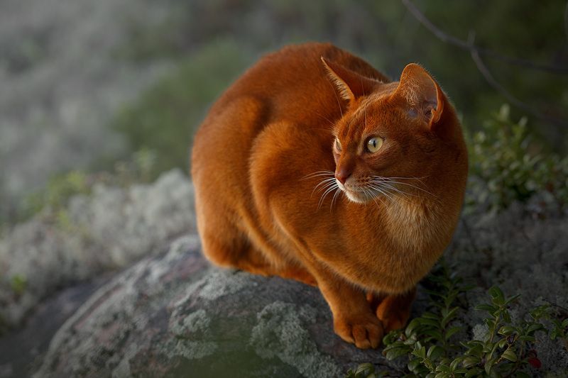 Абиссинский хищник фото превью
