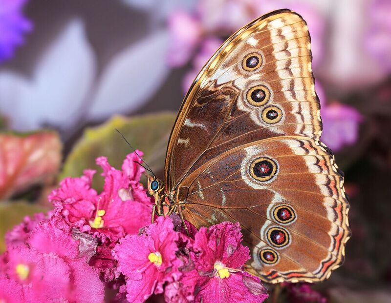 Морфо Пелеида фото превью