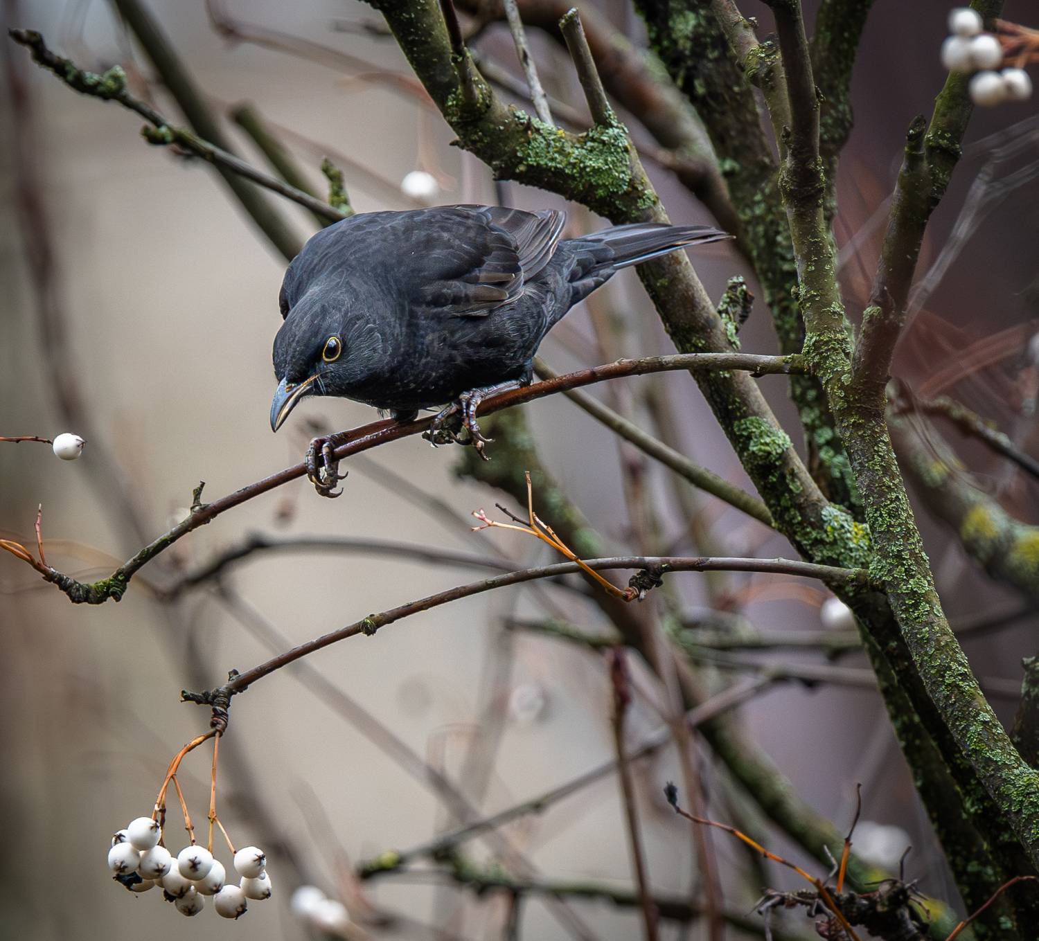 , Курлянцев Алексей