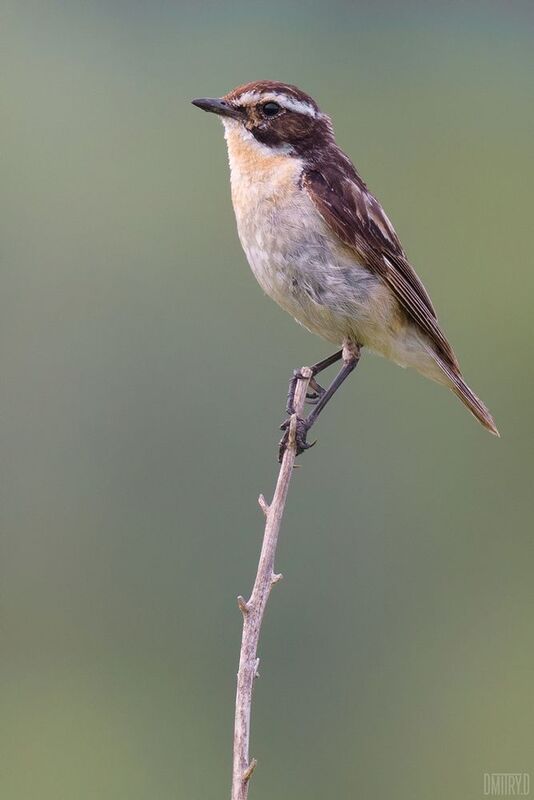 Луговой чекан. фото превью