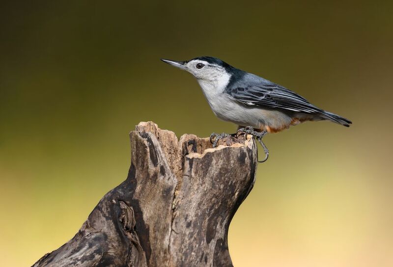 White-breasted nuthatch фото превью