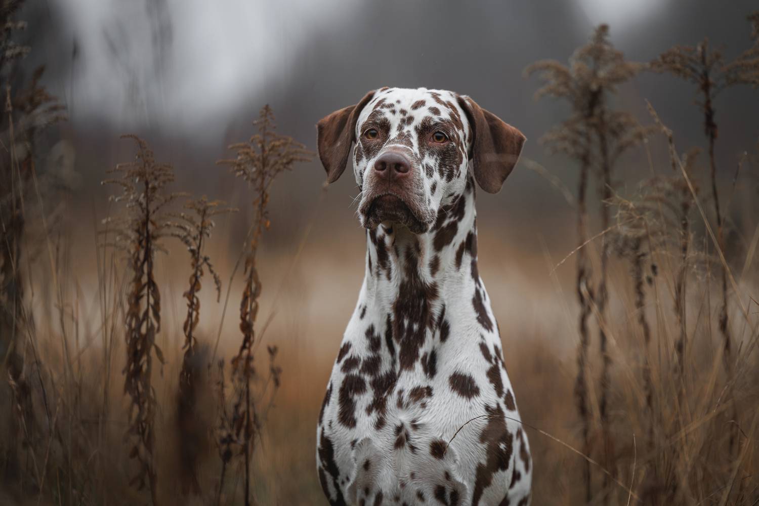 , Яна Нарбутович