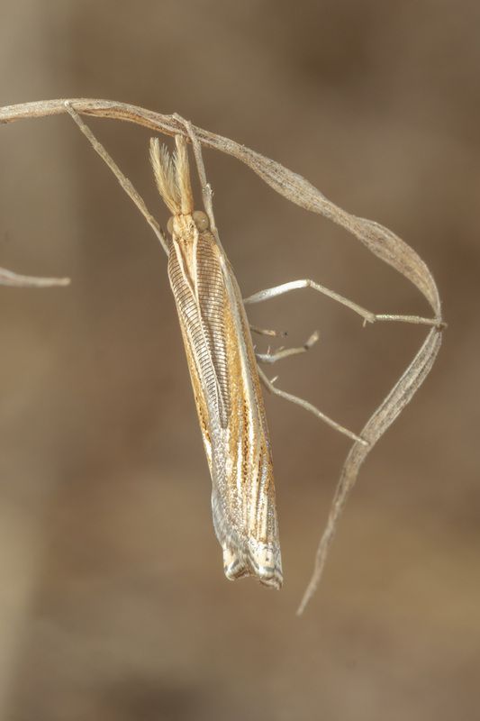 #macro #insects #nature #closeup camouflage фото превью