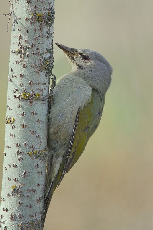седой дятел,  picus canus, Седой дятел фото превью