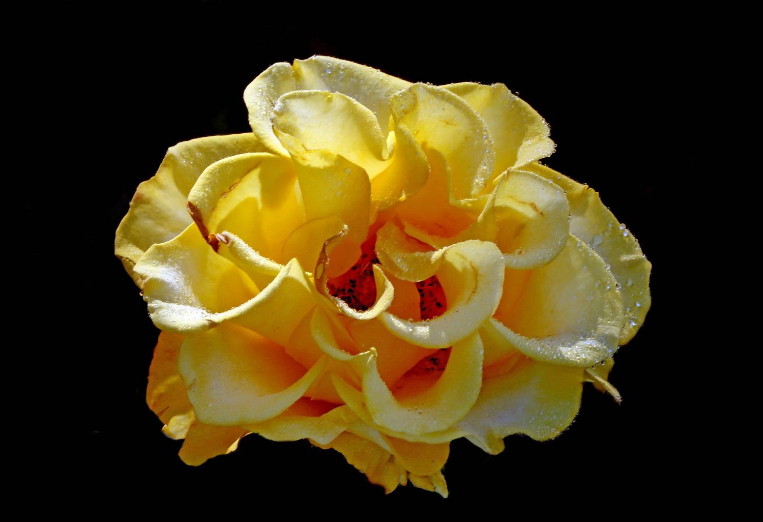 , Бибичков Михаил