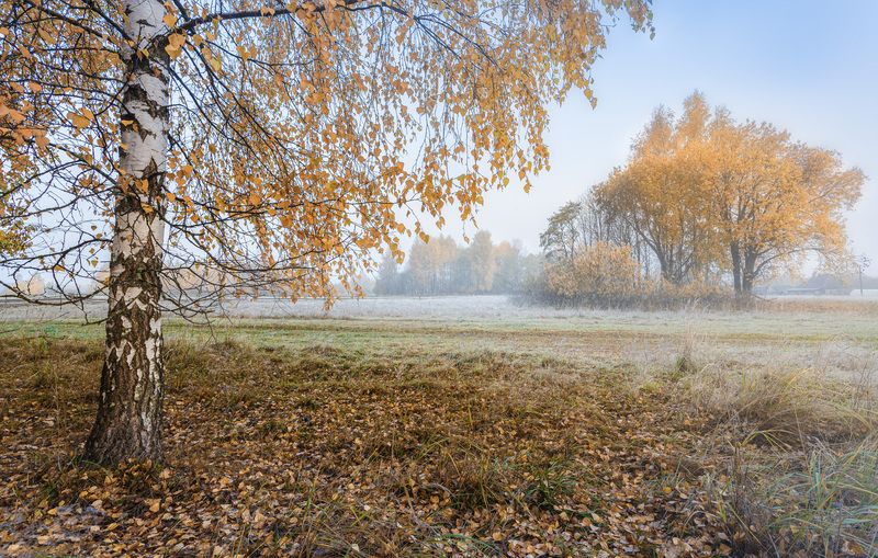 Смоленская обл. Торбеево Осенние туманы... фото превью