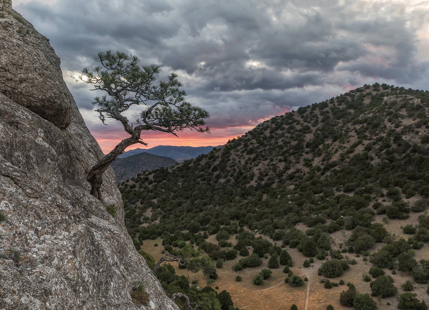 крым, закат, сосна, Татьяна Феденкова