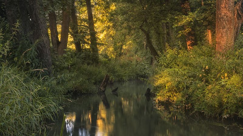 Лесная гармония фото превью