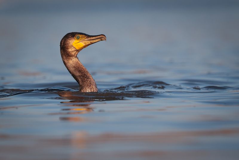 Cormorant фото превью