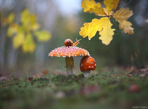 Дождливая осень