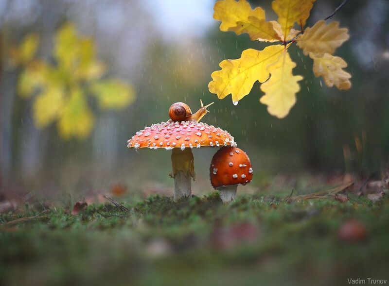улитка, гриб Дождливая осень фото превью