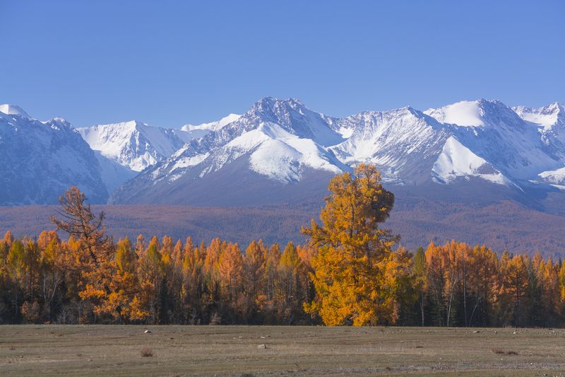 россия, горный алтай, лиственницы, горы, осень На фоне гор фото превью