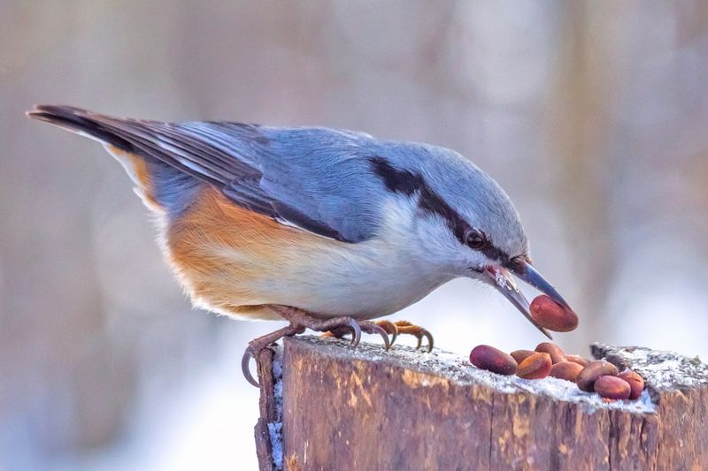 Пока белка не видит. фото превью