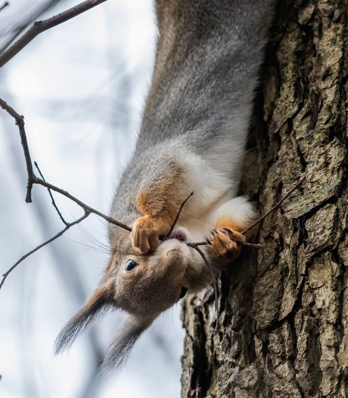 Осенние витаминчики фото превью