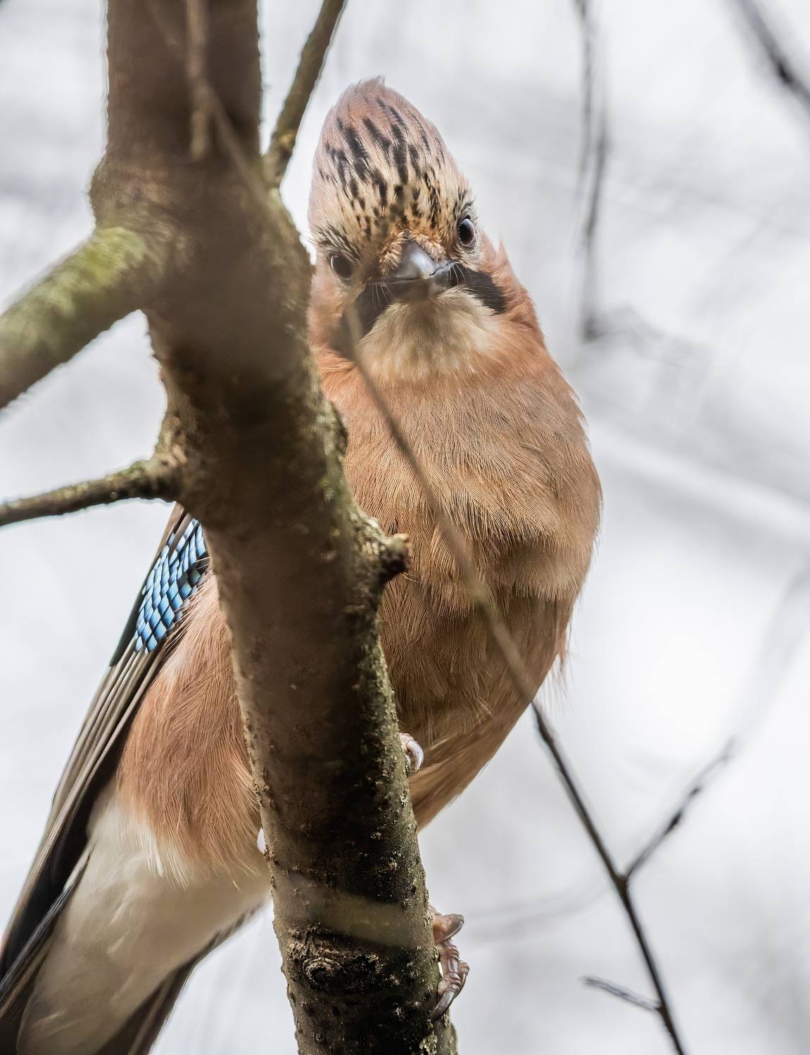 , Дем Константин