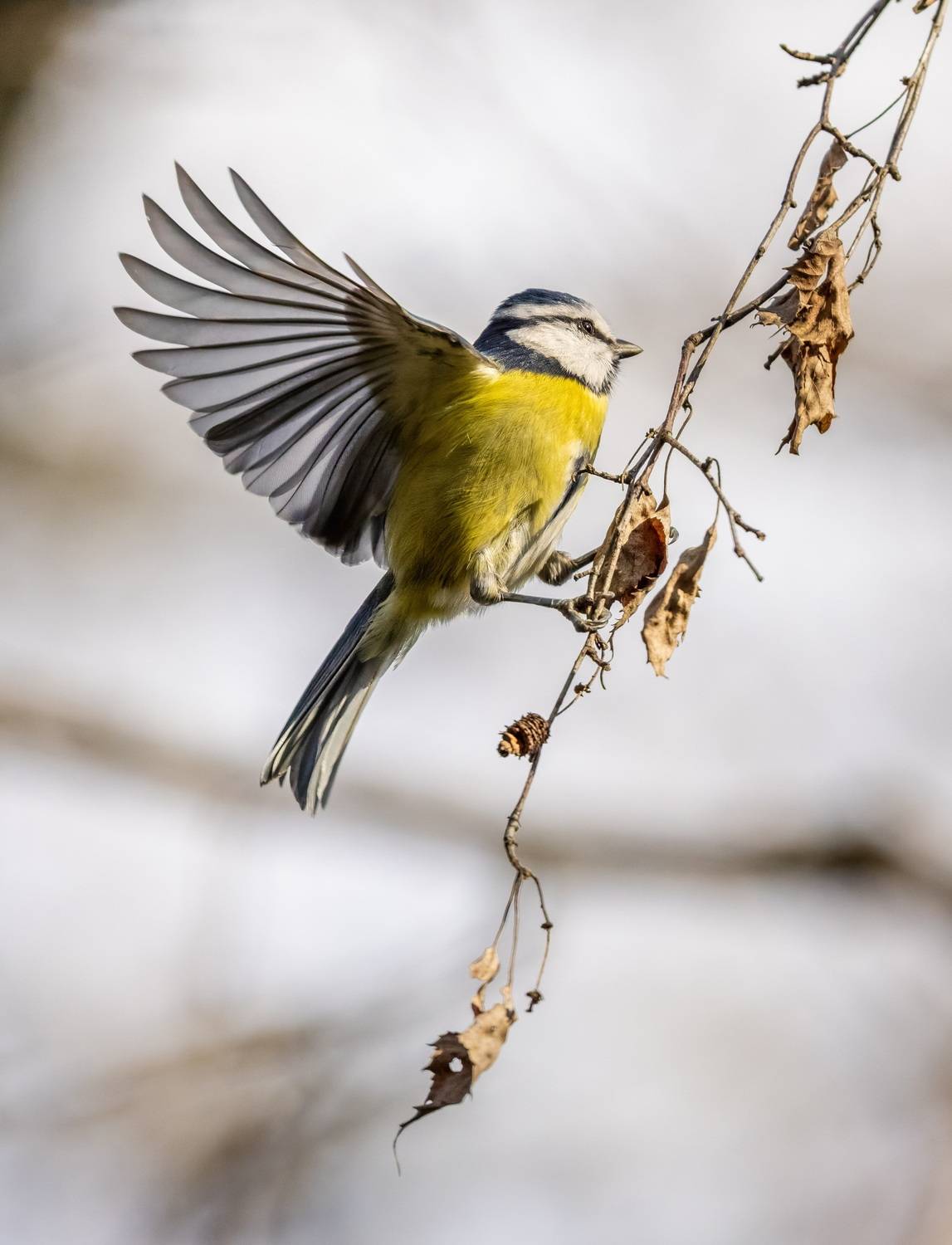 , Дем Константин