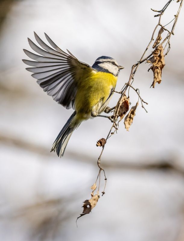 *** фото превью