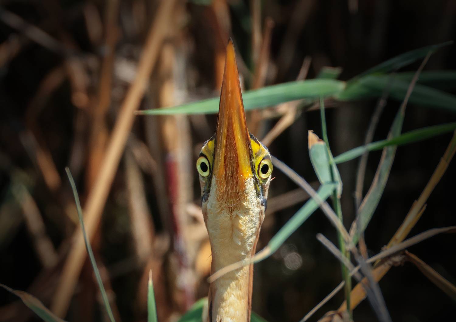 цапля,розовая цапля,, Magov Marat
