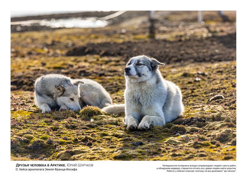 Друзья человека в Арктике фото превью