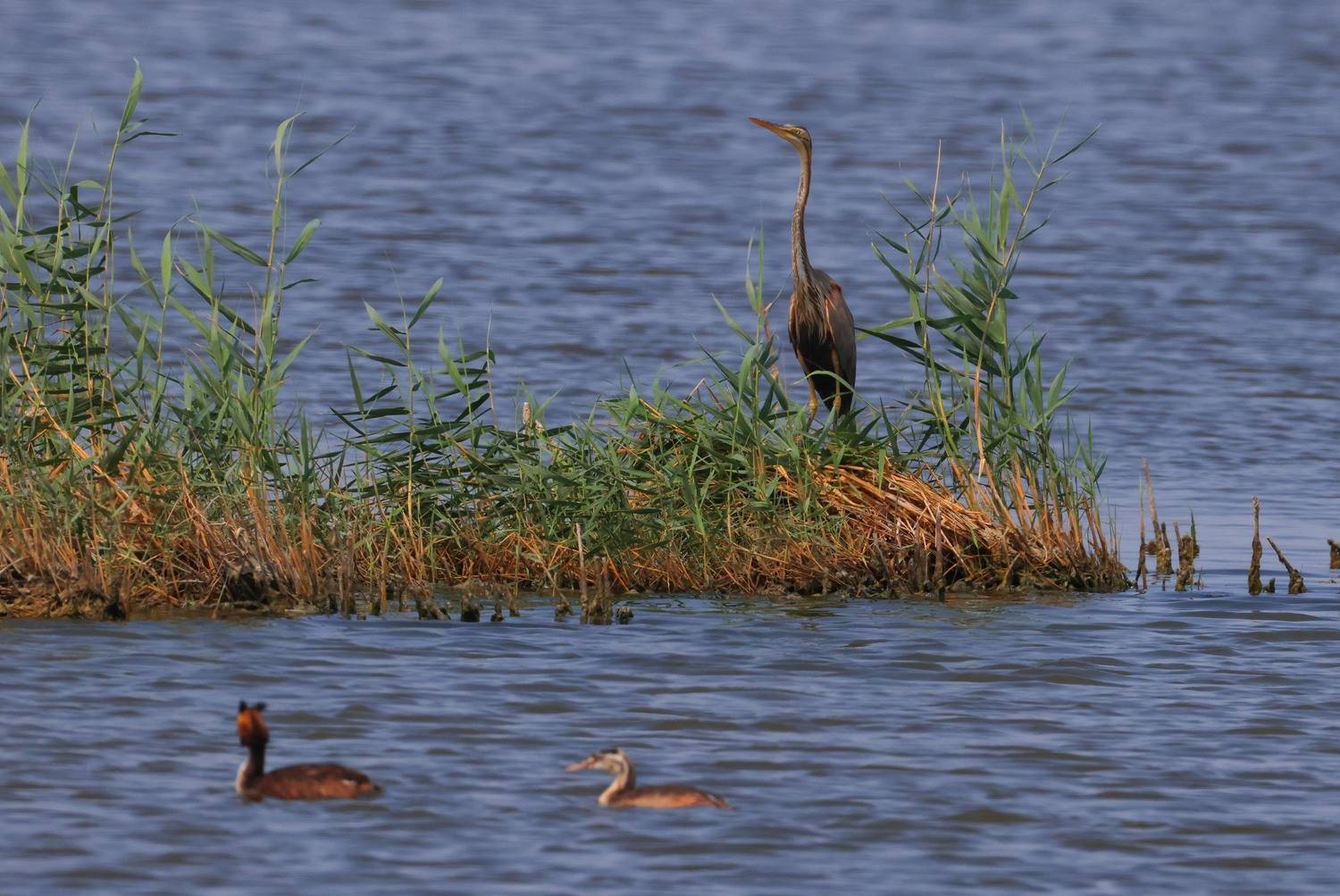 серая цапля,, Magov Marat