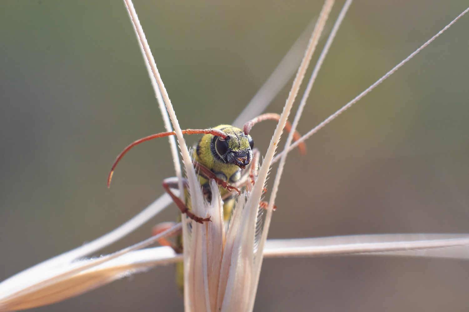 Plagionotus floralis, Люцерновый Усач,, Павел Сторчилов