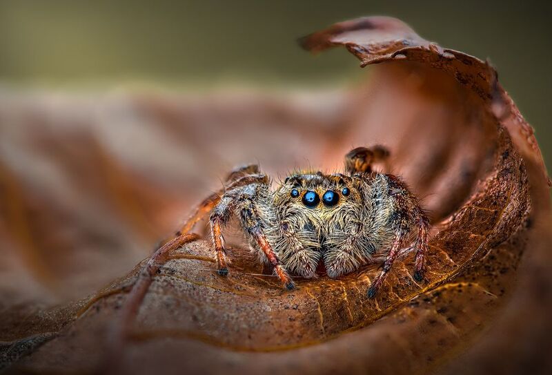 spider, animal, wild, insect, arachnid, leaf, macro, Rusted refuge фото превью