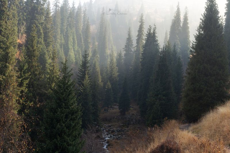 ели, осень, природа, пейзаж В свой час своя поэзия в природе... фото превью