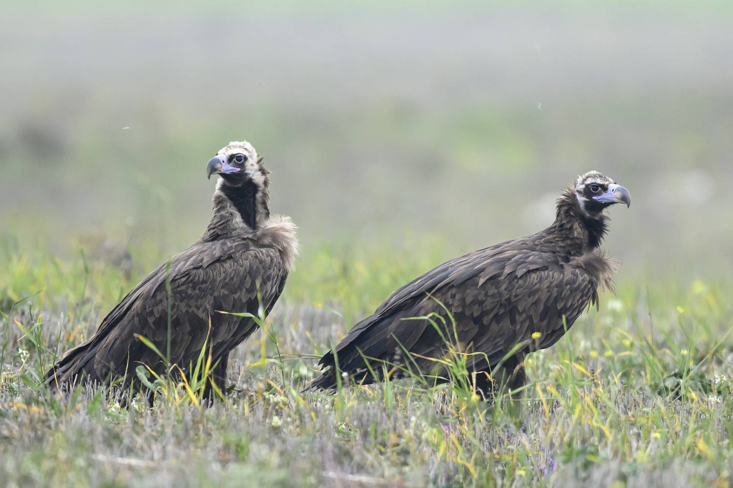 , Пупонин Сергей
