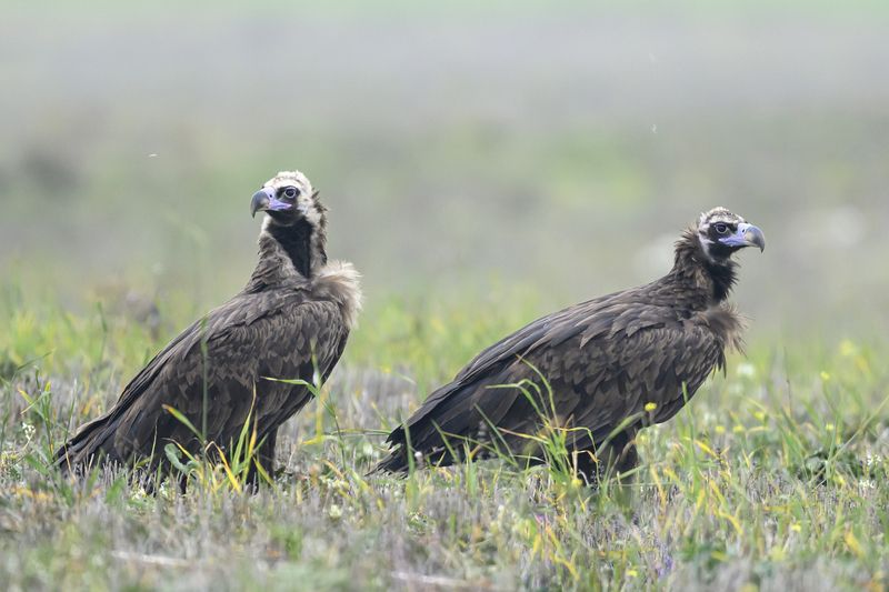 Черные грифы, Дагестан фото превью
