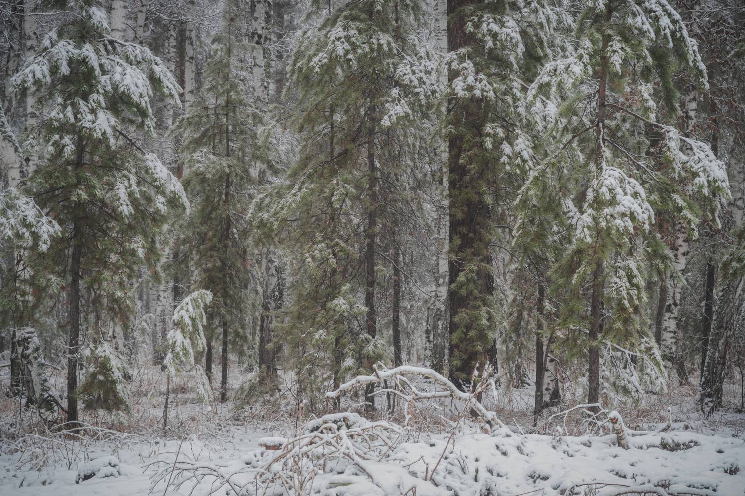 , Толстоноженко Илья