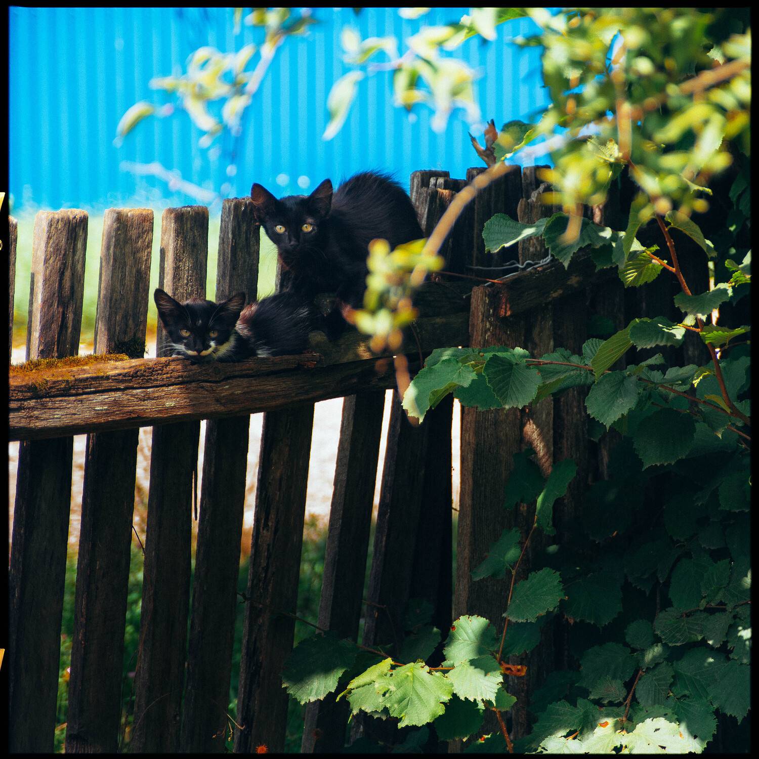 пейзаж, репортаж, кот, котята, лето, отдых, Жирнов Андрей