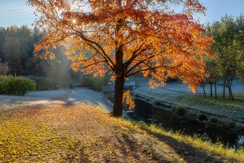 павловск, павловский парк, пейзаж, природа, утро, рассвет, сентябрь, осень, листопад, В гостях у яркой осени. фото превью