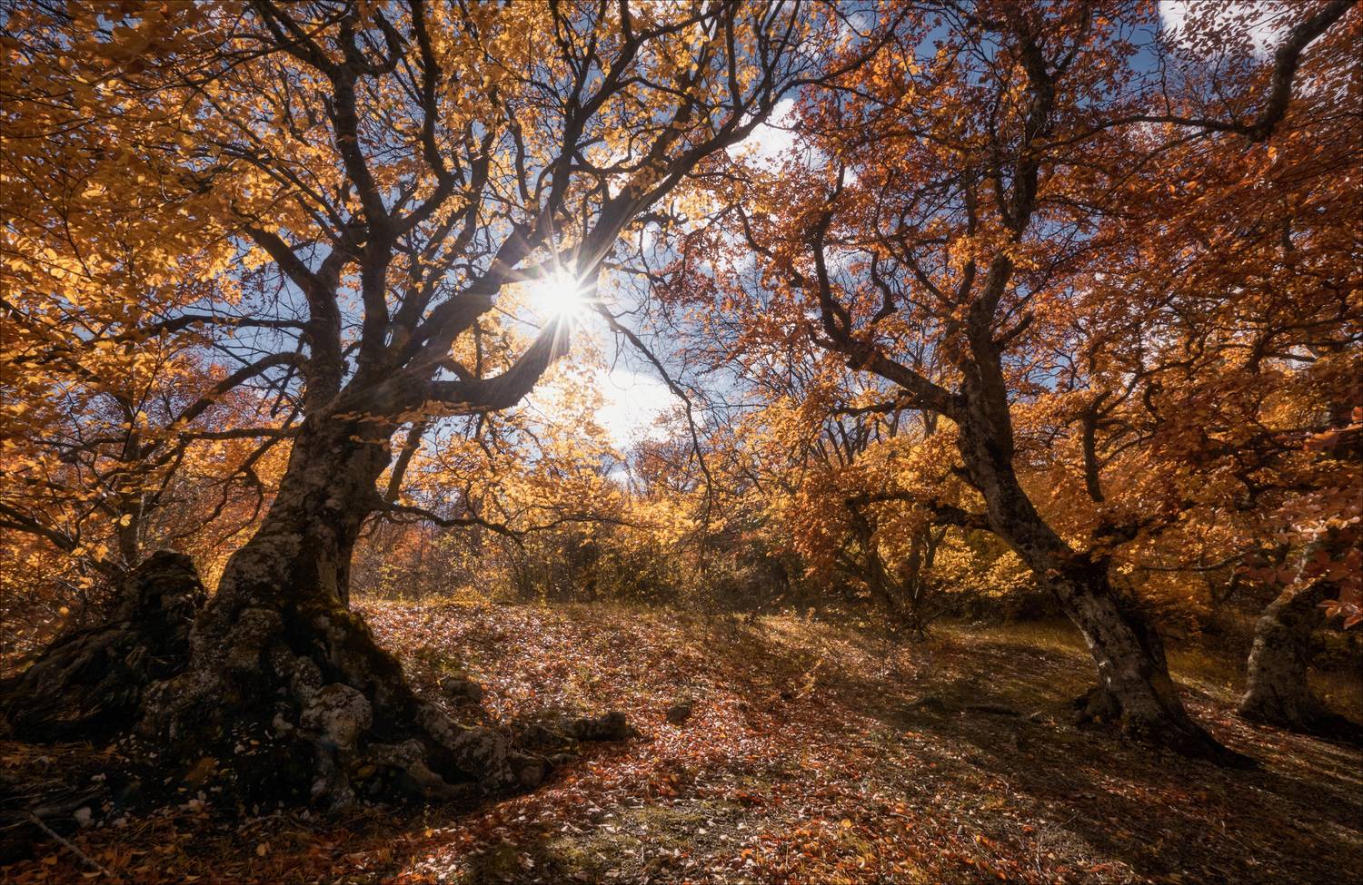 , Богорянов Алексей