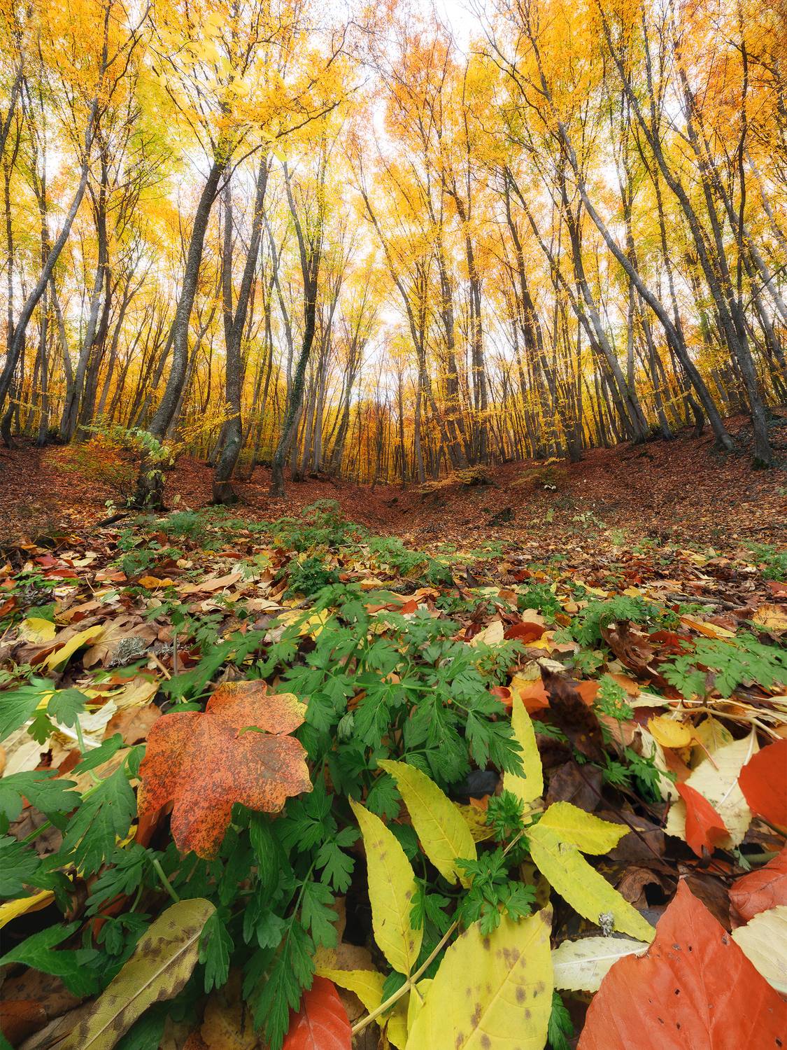 , Симонян Сергей