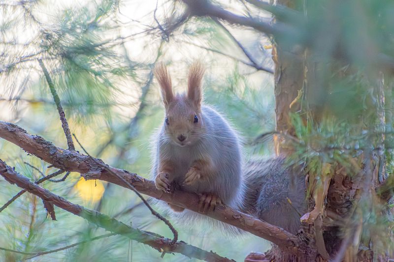 белка Белочка фото превью