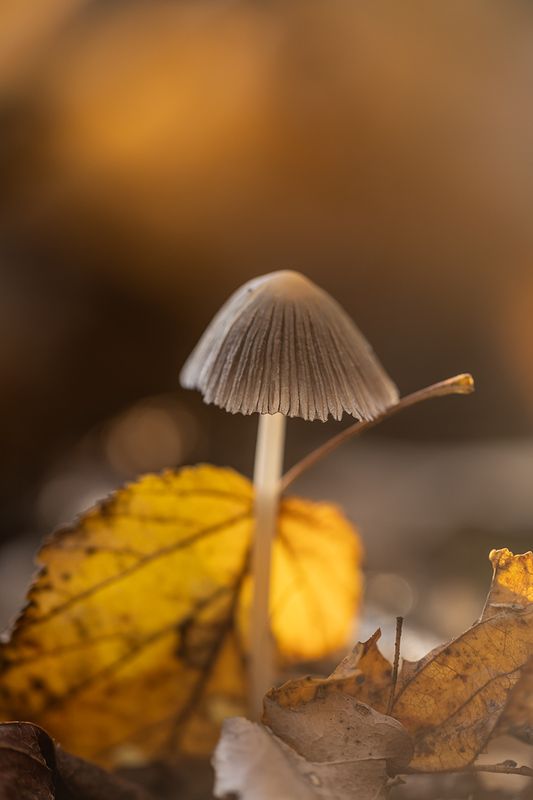 Осенний грибок фото превью