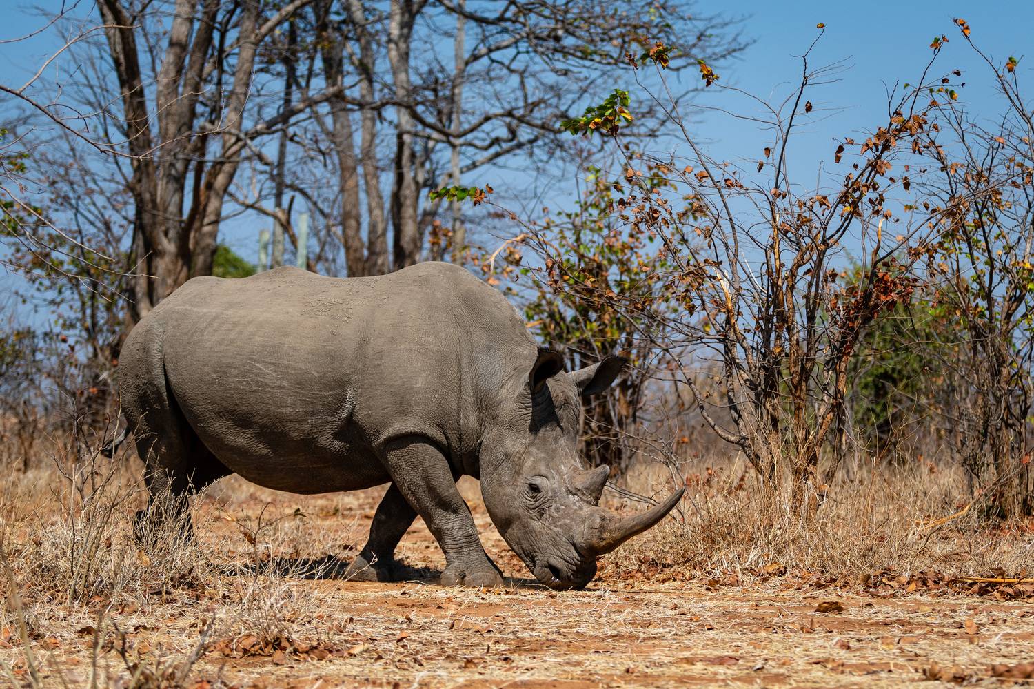 носорог, африка, замбия, rhino, africa, Дмитрий Николаев