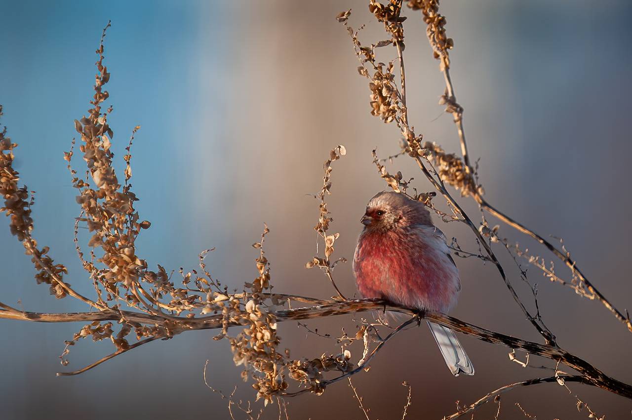 урагус, птица, утро, Anton