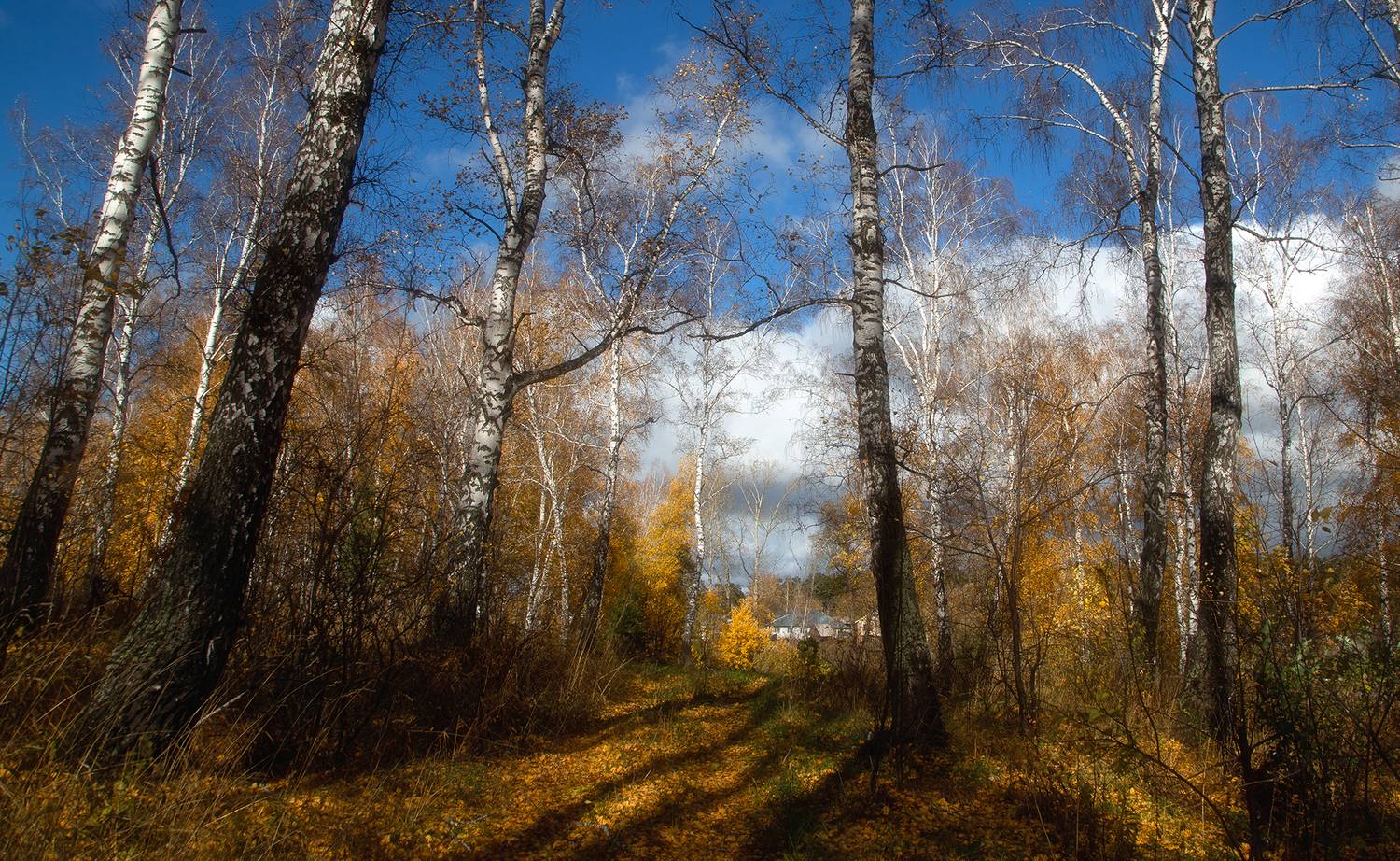 , Евгений Зинов