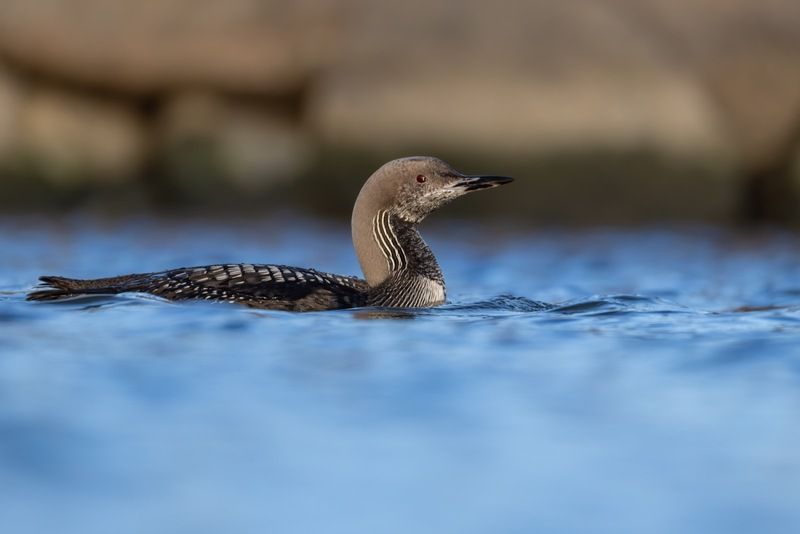чернозобая гагара, гагара, птицы Чернозобая гагара фото превью